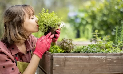 Organic Garden food system