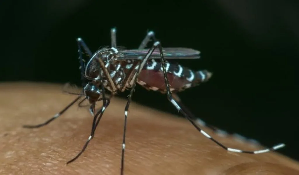 "Operation Mosquito: Breeding Dengue-Free Pest With Firm Eyes"