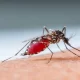 Finding a Cure For Malaria May Be More Challenging Than Expected.
