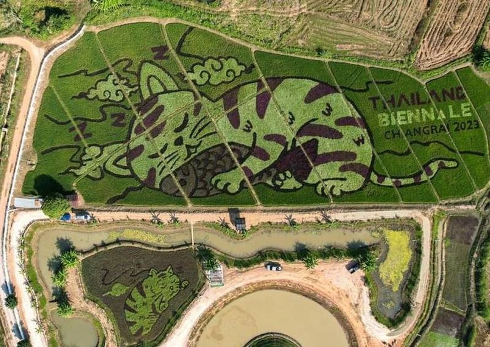 Farmer in Chiang Rai Turns Field into Cat Art