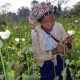 United Nations 2023 Report List Myanmar as the Worlds Top Opium Producer
