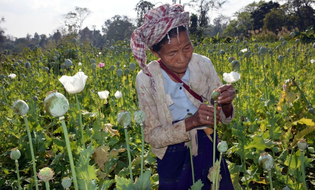 United Nations 2023 Report List Myanmar as the Worlds Top Opium Producer
