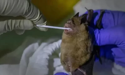 Thailand Discovers New Bat Virus That Could Infect Humans