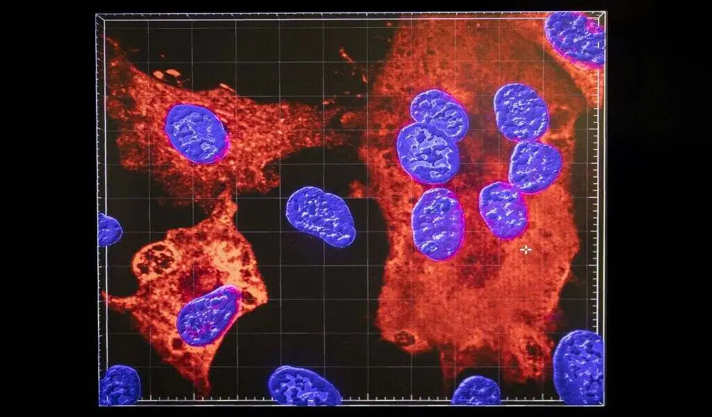 What Is Disease X? World Economic Forum To Discuss Health Threat CTN News