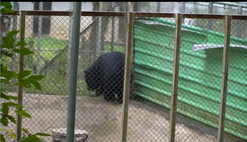 Swiss Man Cuts Off His Own Hand to Escape Bear Attack in Northern Thailand 