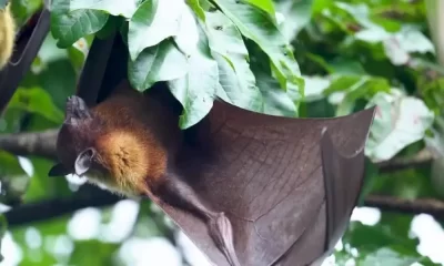 A Recently Discovered Bat Virus in Thailand What You Need to know