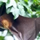 A Recently Discovered Bat Virus in Thailand What You Need to know