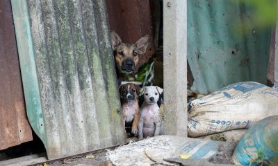 Soi Dog Foundation and BMA Unite to Help Homeless Animals