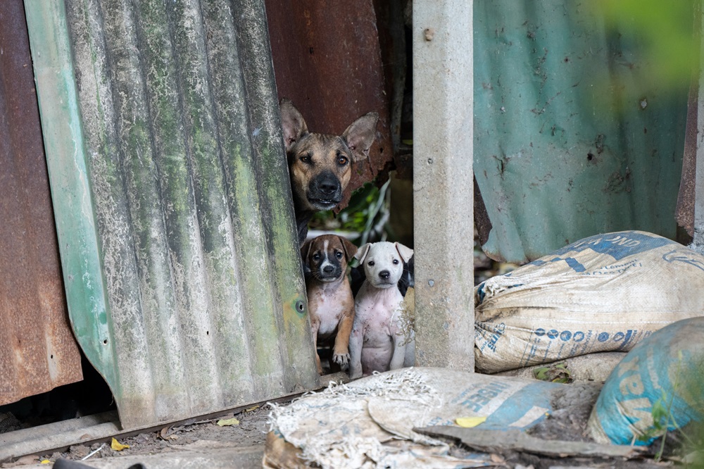 Soi Dog Foundation and BMA Unite to Help Homeless Animals