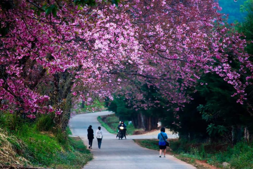 Cherry Blossom Viewing in Chiang Rai