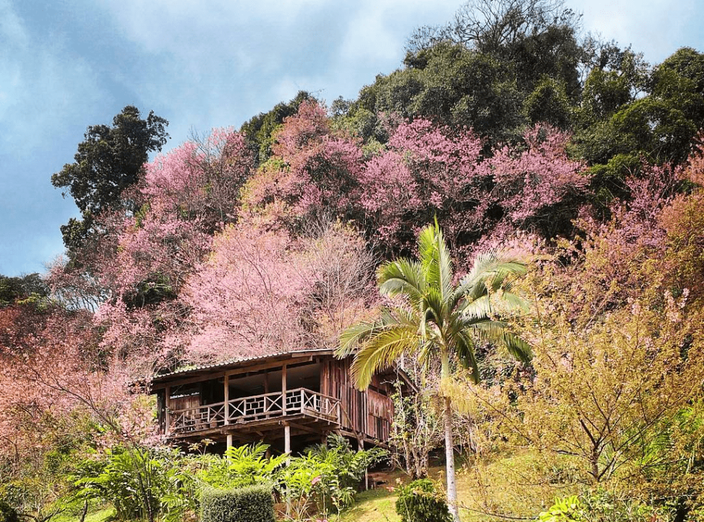 Cherry Blossom Viewing in Chiang Rai