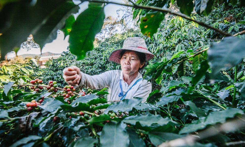 China's Thrust for Coffee May Benefit Chiang Rai's Coffee Growers