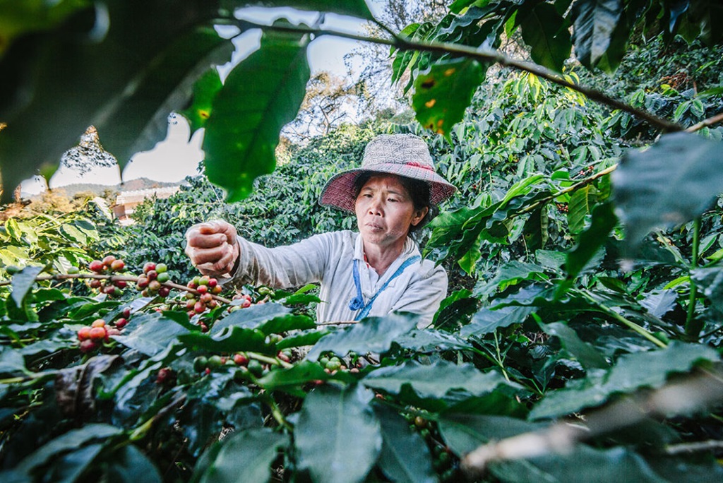 China's Thrust for Coffee May Benefit Chiang Rai's Coffee Growers