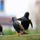 Common Birds That Affect Businesses: A Closer Look