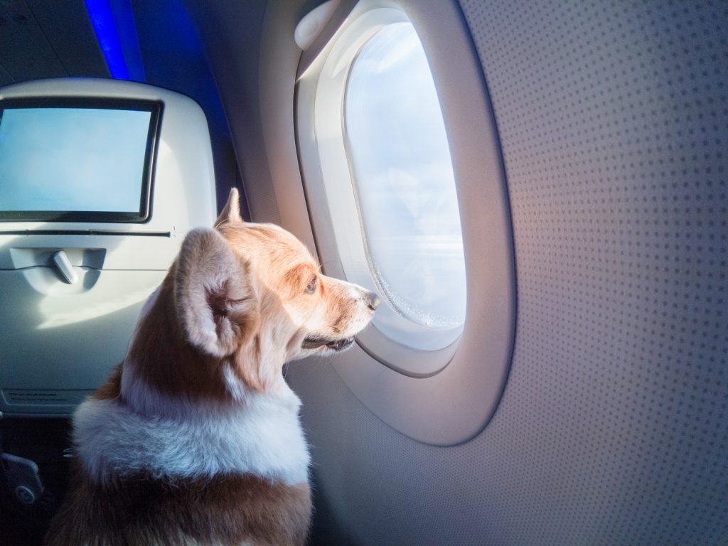 pet friendly airline