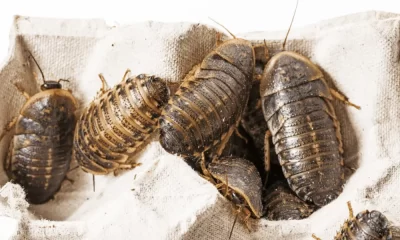 The Pet Owner's Guide to Keeping Dubia Roaches