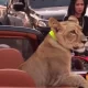 Woman Arrested for Pet Lion Joyride in Pattaya