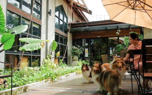 pet friendly Hotels Thailand