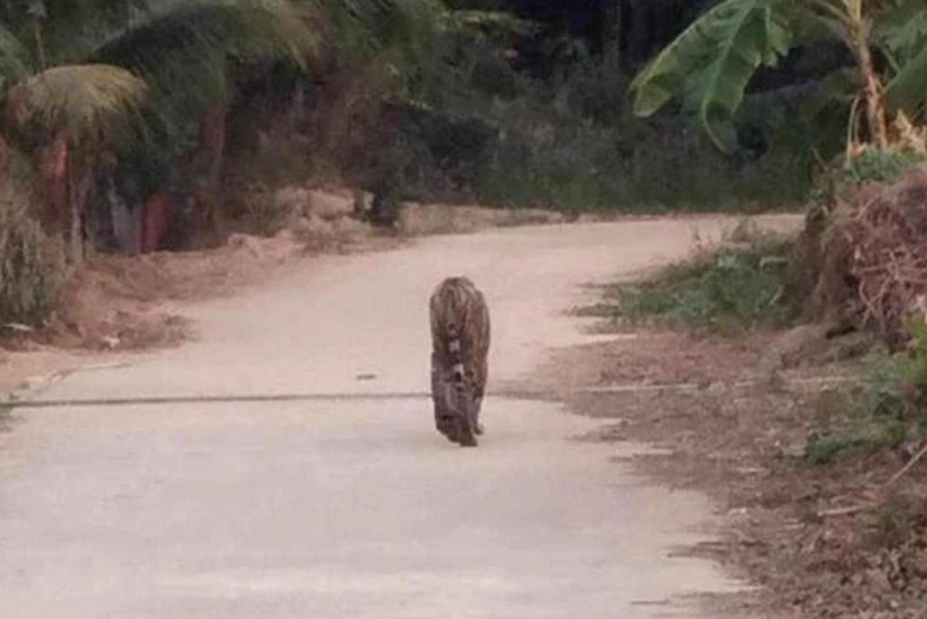 Thailand's Wildlife Officials Crackdown on Private Ownership of Lions