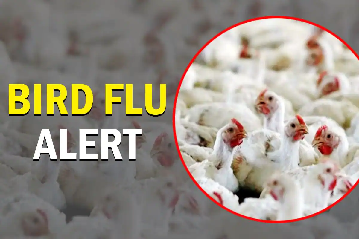 Thailand Issues Avian Influenza Bird Flu Alert Nationwide