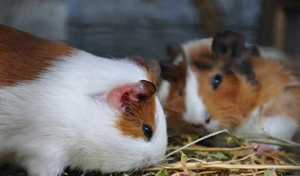 Top Tips for First-Time Small Pet Ownership: Rabbits, Guinea Pigs, and Degus