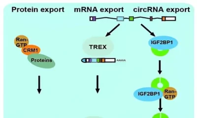 New RNA Therapeutics Could Be Developed For Cancer