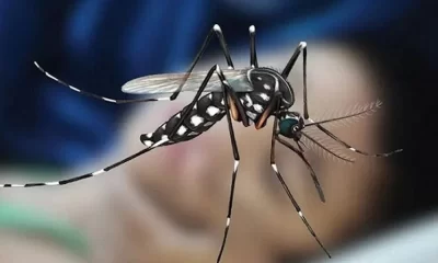 Dengue Cases In Brazil Quadruple Ahead Of Vaccine Campaign