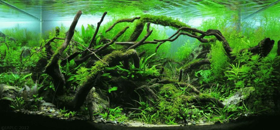 25 Beautiful Aquarium Plants That Do Not Need Substrate