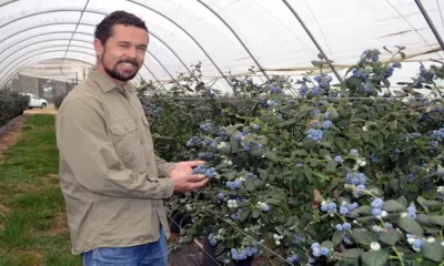Australian Farm Grows World's Giant Blueberry