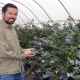 Australian Farm Grows World's Giant Blueberry