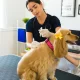 Debunking Myths About Pet Medications: Insights from PetPawsRx