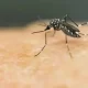 Global Dengue Crisis How to Stay Protected from Dengue fever as it Rises Worldwide