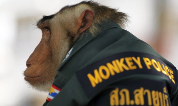 Police in Thailand Form New 'Special' Monkey Unit