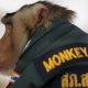Police in Thailand Form New 'Special' Monkey Unit