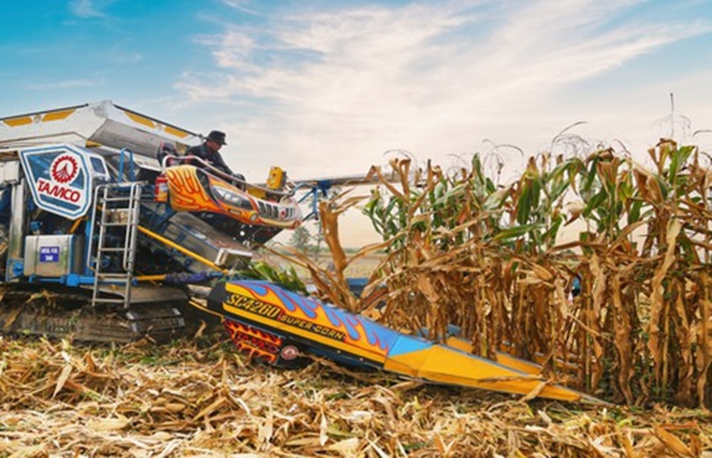 maze harvesting thailand