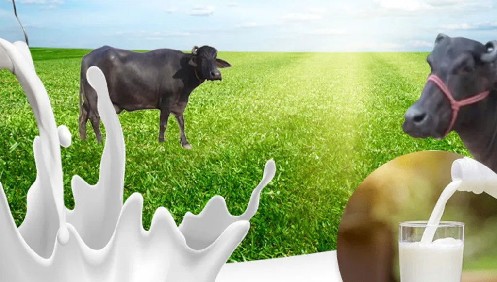 Wellhealthorganic Buffalo Milk Tag: Upgrade Your Dairy to Nutrient-Rich