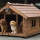 Wooden dog kennel