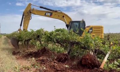 Australia Destroys Millions of Grape Vines