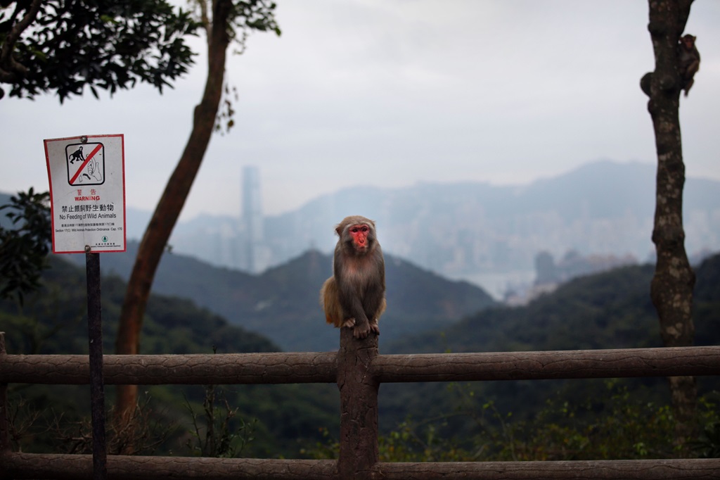 Monkeys Hong Kong