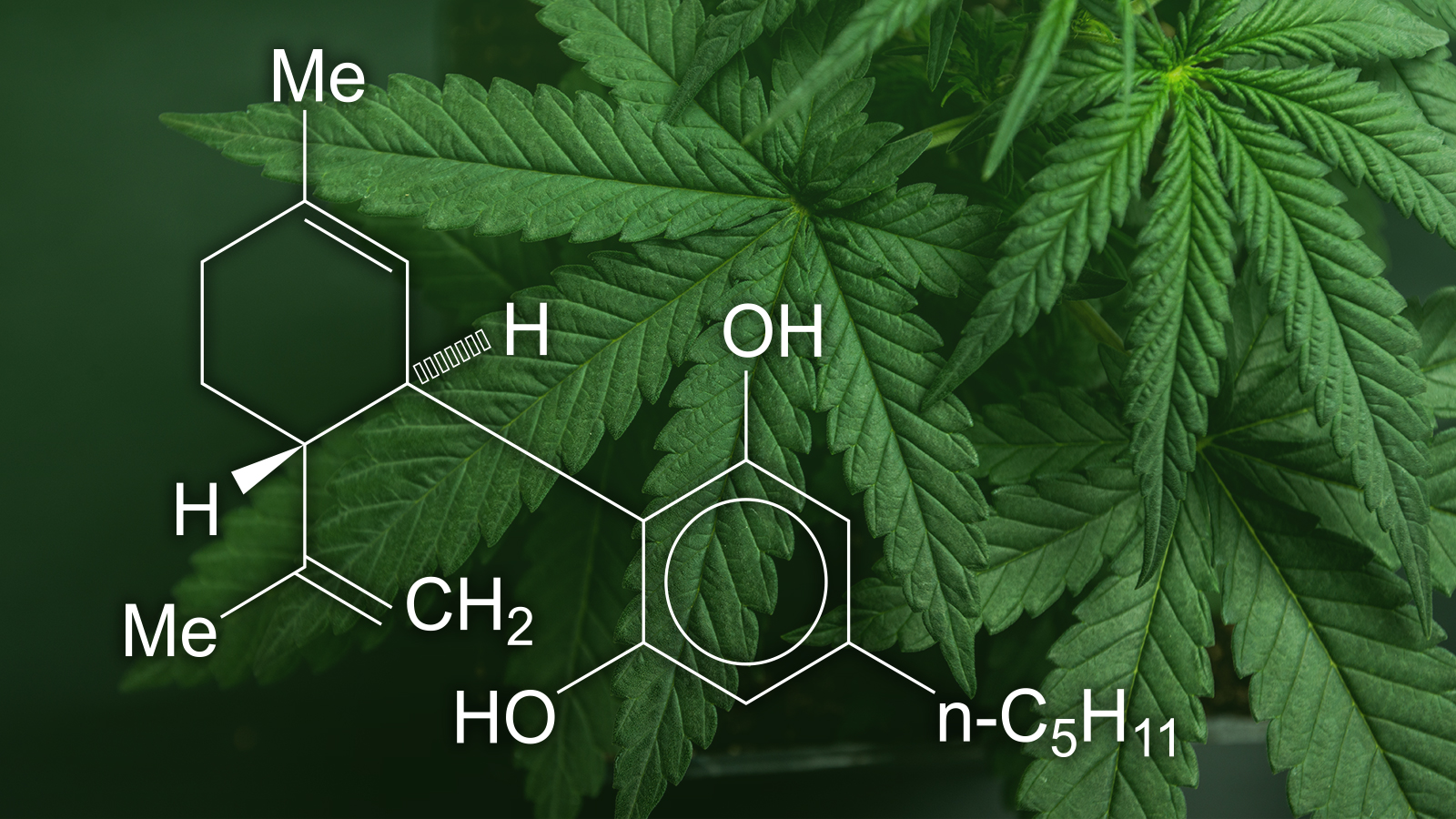 CBD vs. Medical Cannabis: Understanding Their Applications and Benefits
