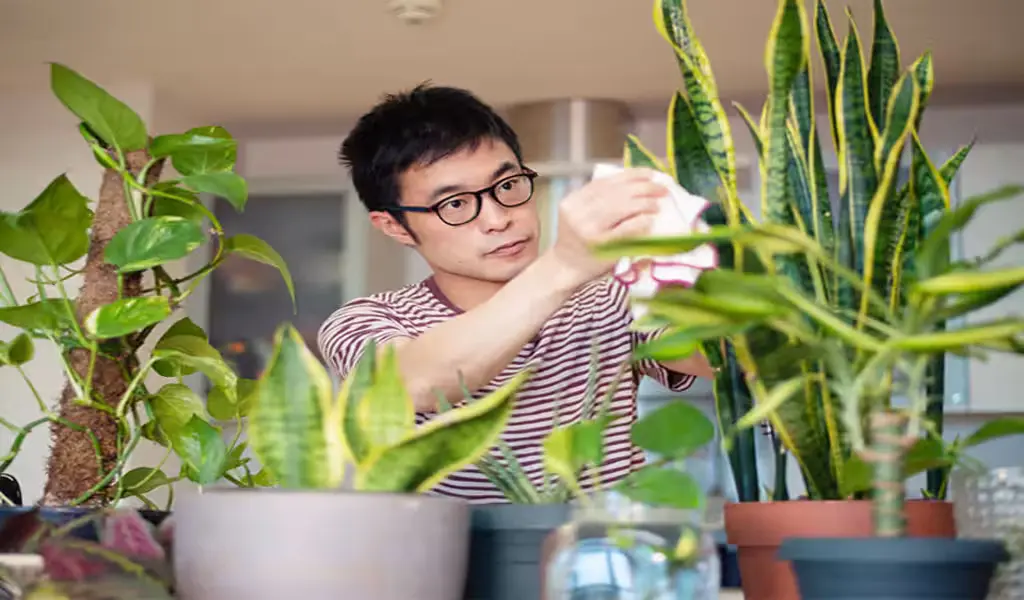 Enhancing Focus and Creativity: The Science Behind Plants in the Office