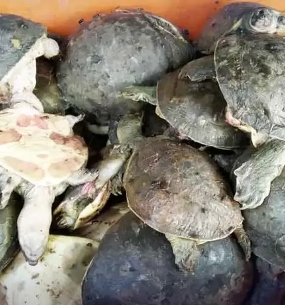 Lahore Airport Seizes 200 Rare Turtles Smuggled from Thailand