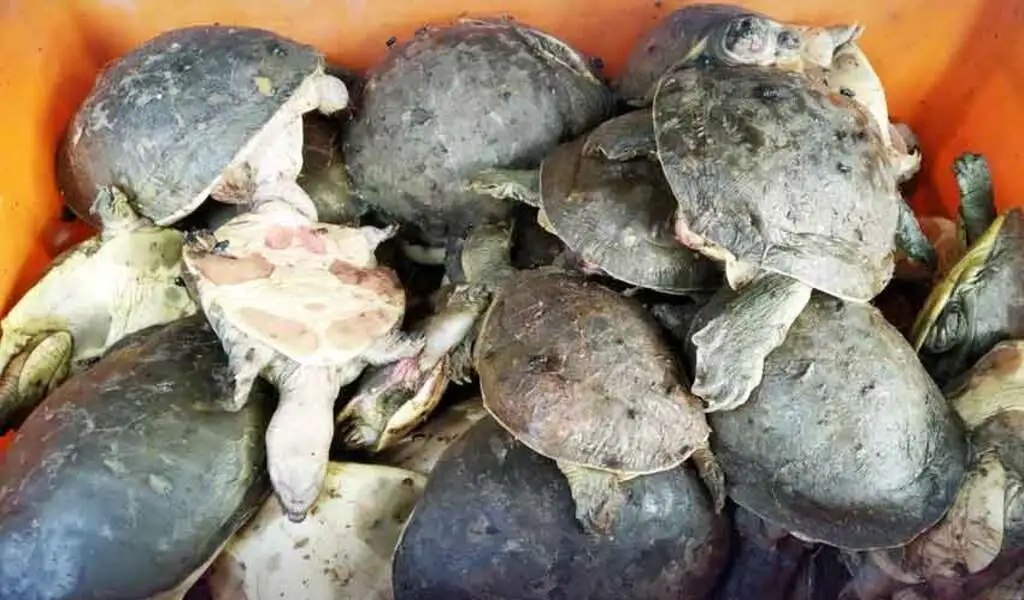 Lahore Airport Seizes 200 Rare Turtles Smuggled from Thailand