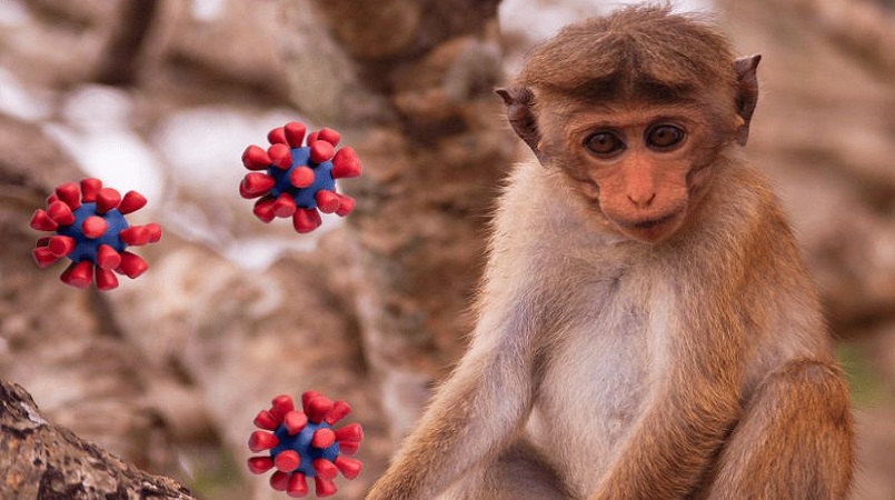 Monkeys Hong Kong Herpes Virus B