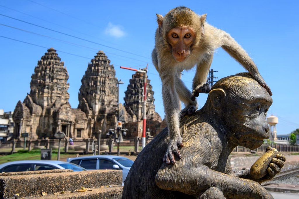 monkeys lopburi