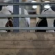 Texans Spread Bird Flu From Cow To Cow And Human To Human
