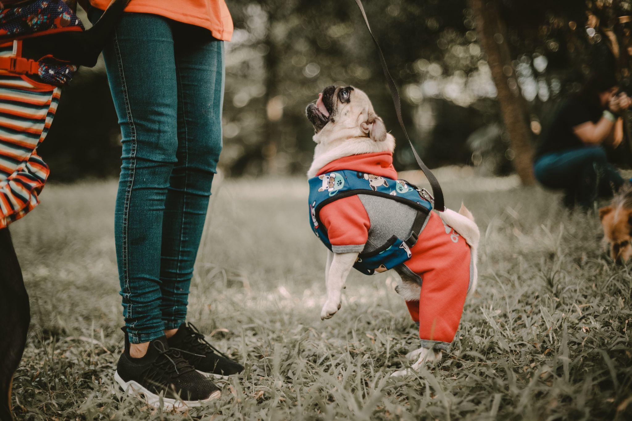 How to Dress Your Pup Elegantly?
