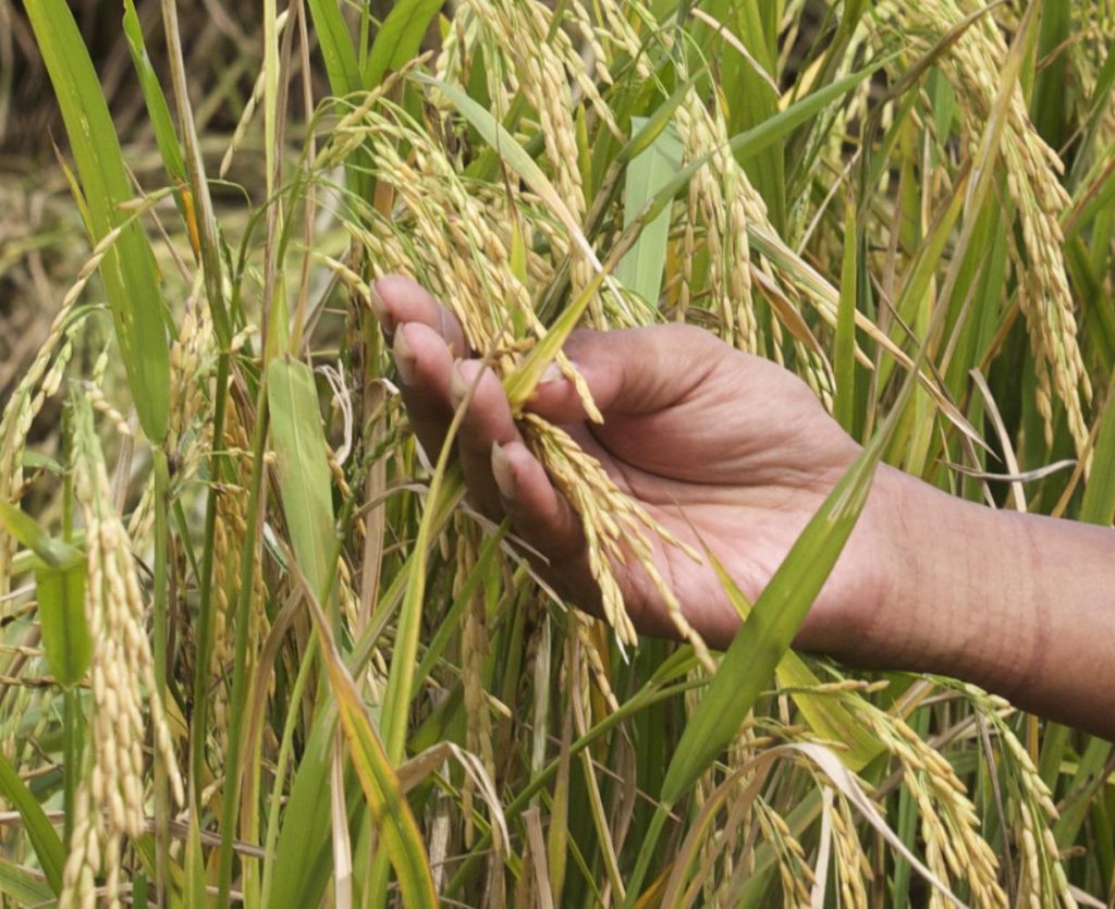 New Varieties of Rice