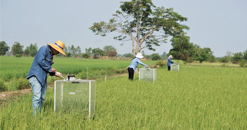 Rice farmers to get training