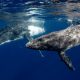 Japan to Start Hunting Fin Whales Despite World Condemnation